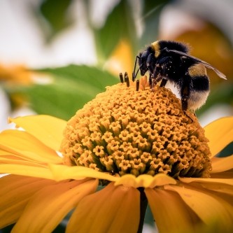 closeup-shot-bee-orange-flower-0405-2023-1136130-wWw_500x500x1